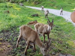 Tierpark Rosegg