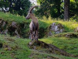 Tierpark Rosegg