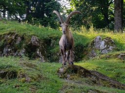 Tierpark Rosegg