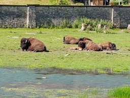 Tierpark Rosegg