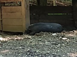 Tierpark Rosegg